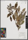 Foto von Salix appendiculata Vill.